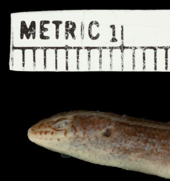 Media type: image;   Herpetology R-25394 Aspect: head lateral